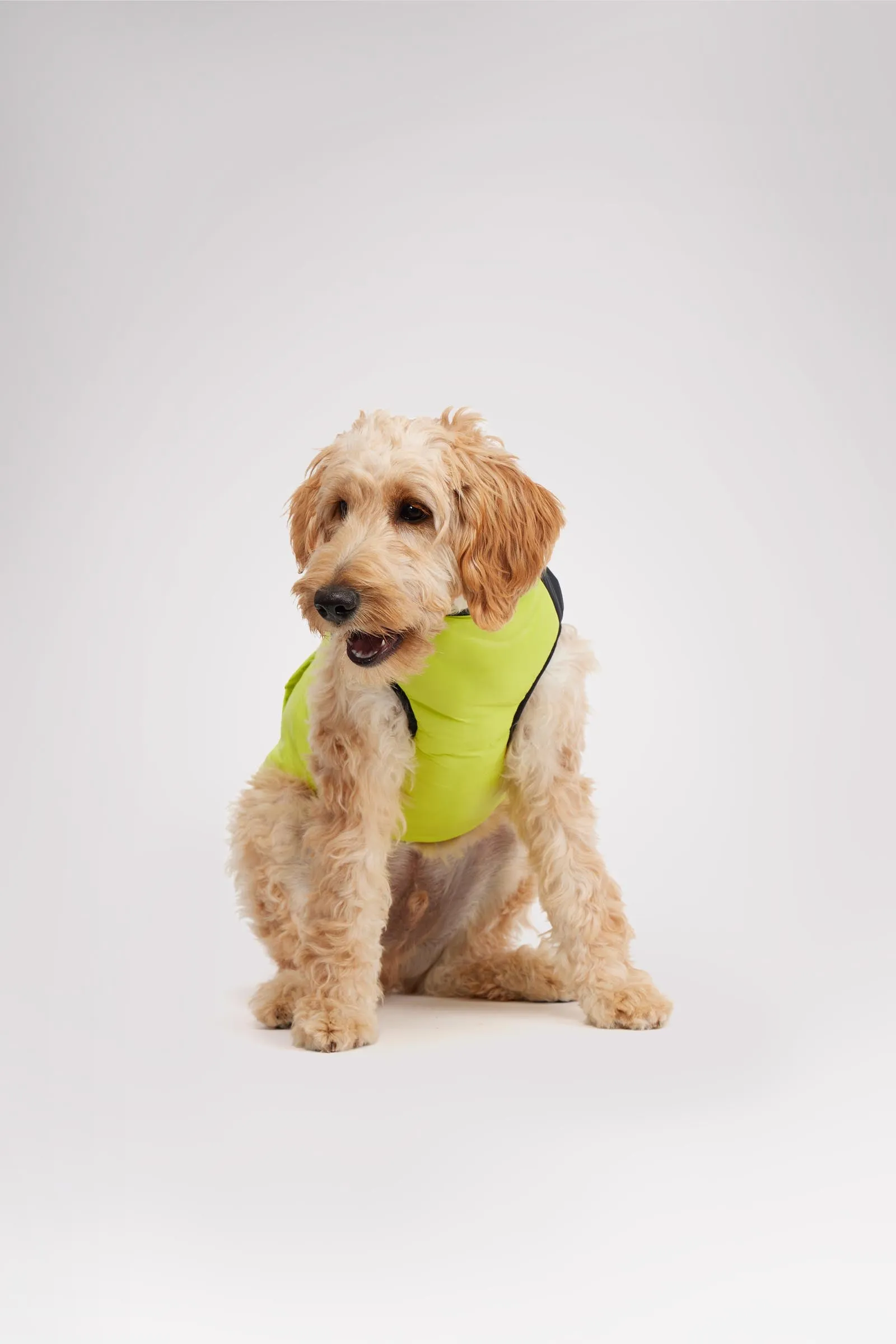 Derby Sporty Jacket for Dogs