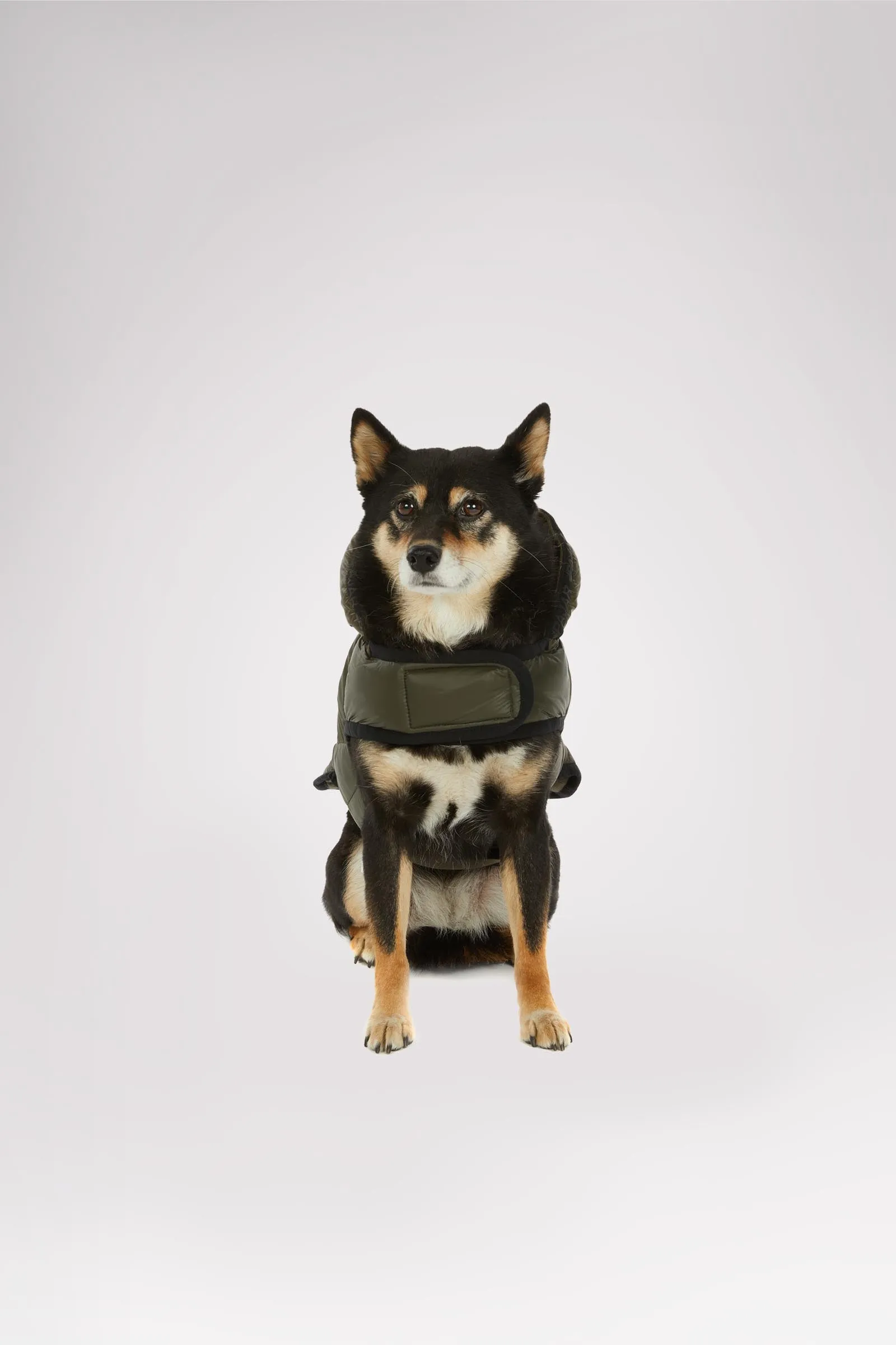 Eddie Jacket for Dogs